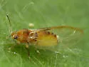 Bactericera minuta - photo 2