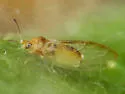 Bactericera minuta - photo 3