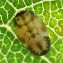 Bactericera minuta - photo 4