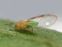 Bactericera minuta - photo 5