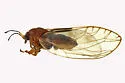 Bactericera salicivora