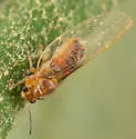 Bactericera salicivora - photo 3