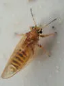 Bactericera shepherdiae - photo 2