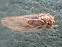 Bactericera shepherdiae - photo 3