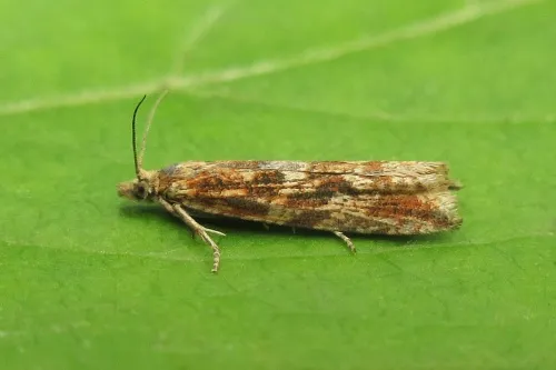 Bactra furfurana