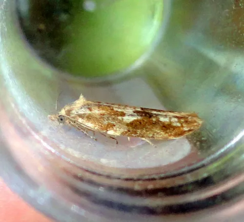 Bactra furfurana - photo 2
