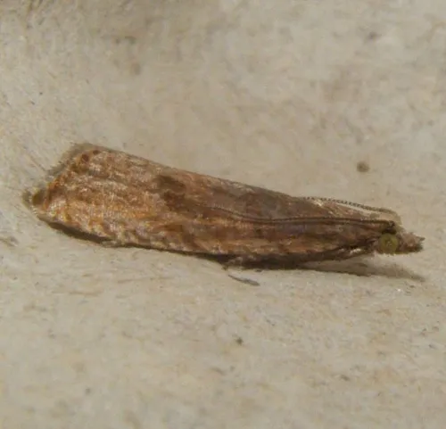 Bactra lancealana