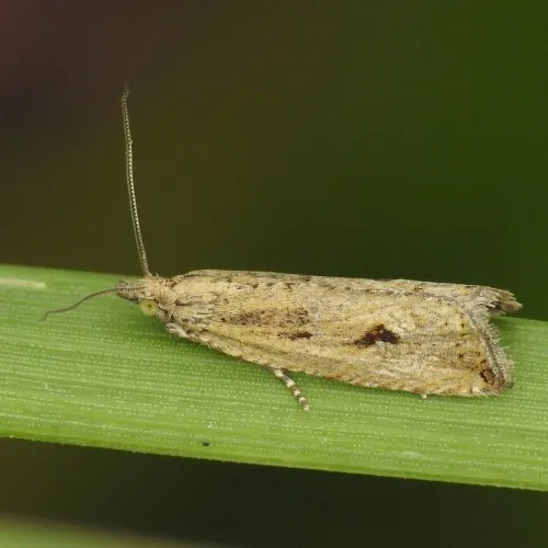 Bactra lancealana - photo 2