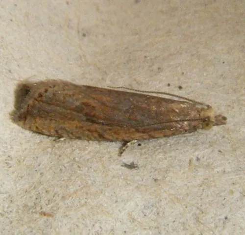 Bactra lancealana - photo 3