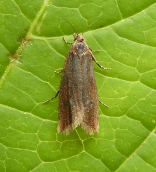 Bactra lancealana - photo 4