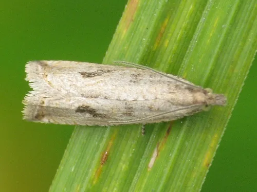 Bactra lancealana - photo 5