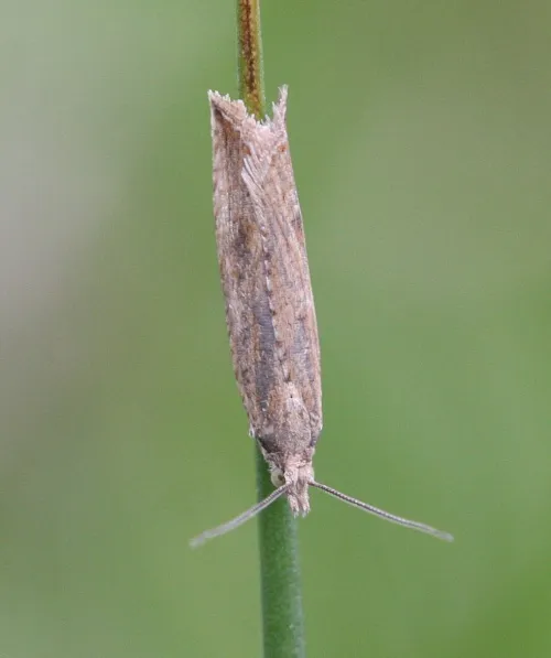 Bactra lancealana - photo 6