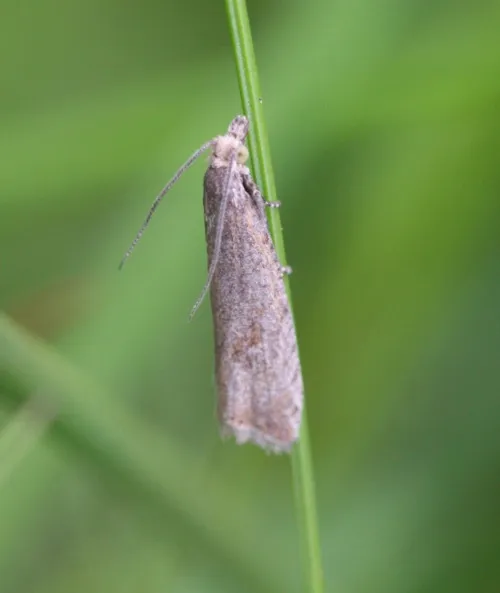 Bactra lancealana - photo 7
