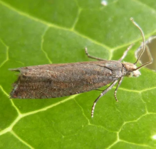 Bactra lancealana - photo 8