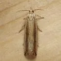 Bactra maiorina - Hodges#2708