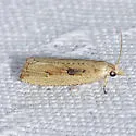 Bactra priapeia - Hodges#2709