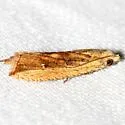 Bactra priapeia - Hodges#2709 - photo 2