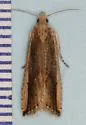 Bactra priapeia - Hodges#2709 - photo 3