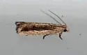 Bactra priapeia - Hodges#2709 - photo 5