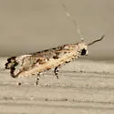Javelin Moth - Hodges#2707