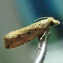 Javelin Moth - Hodges#2707 - photo 2