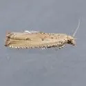 Javelin Moth - Hodges#2707 - photo 3