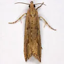 Javelin Moth - Hodges#2707 - photo 4