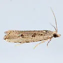 Javelin Moth - Hodges#2707 - photo 5