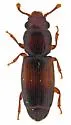 Bactridium californicum