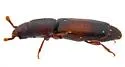 Bactridium californicum - photo 2