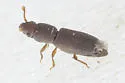 Bactridium californicum - photo 4