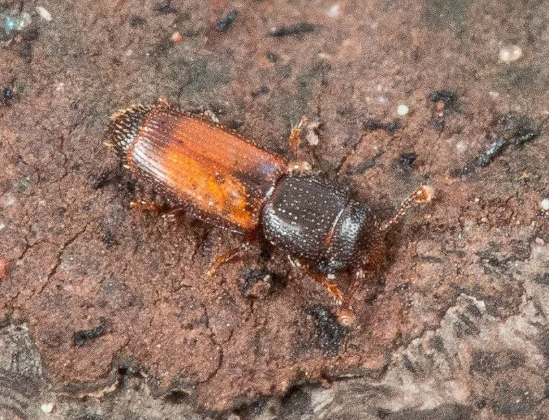 Bactridium ephippigerum