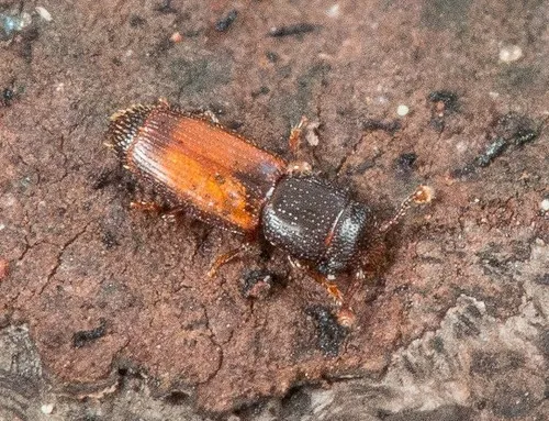 Bactridium ephippigerum - photo 2