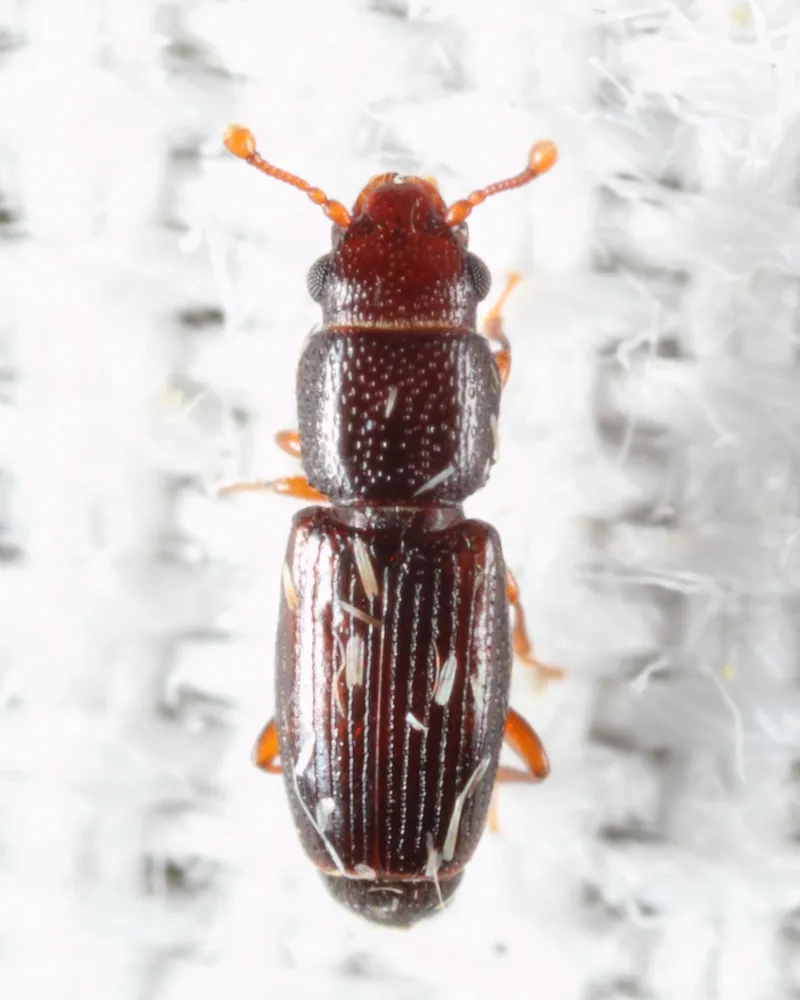Bactridium striolatum