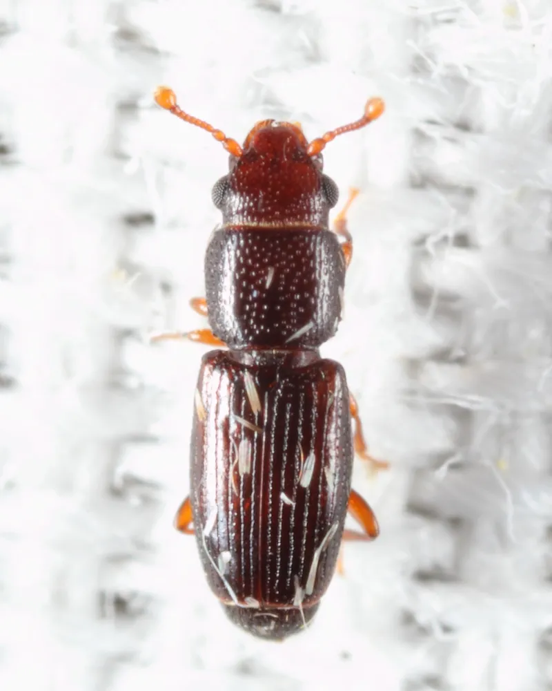 Bactridium striolatum - photo 2