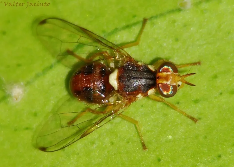 Olive Fruit Fly - photo 2