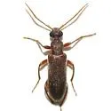 Bactrocerus concolor