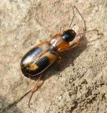 Badister bullatus