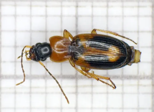 Badister bullatus - photo 2
