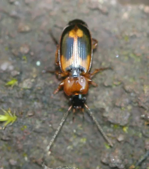 Badister bullatus - photo 3