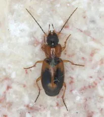 Badister bullatus - photo 4