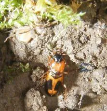 Badister bullatus - photo 5