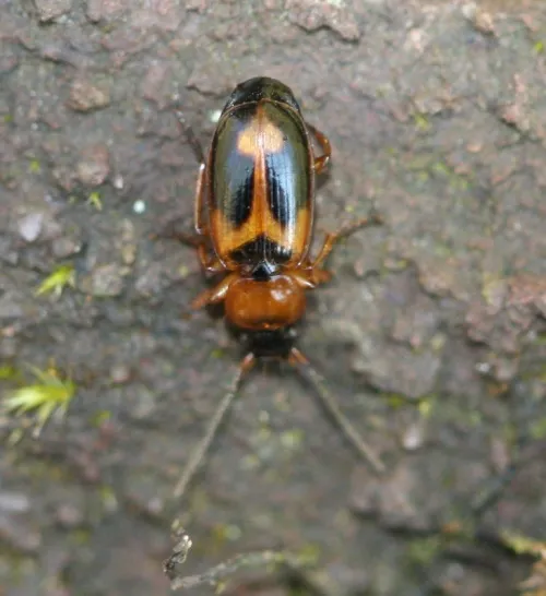 Badister bullatus - photo 6