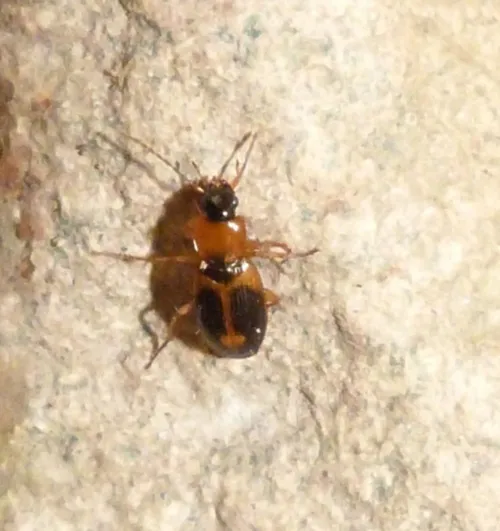 Badister bullatus - photo 7