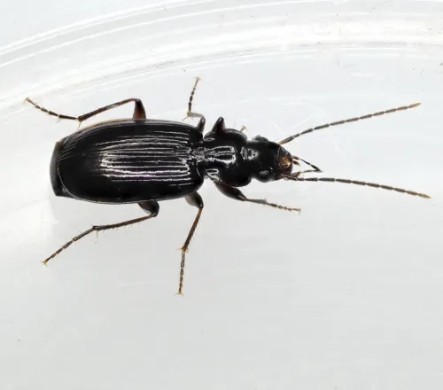 Badister dilatatus
