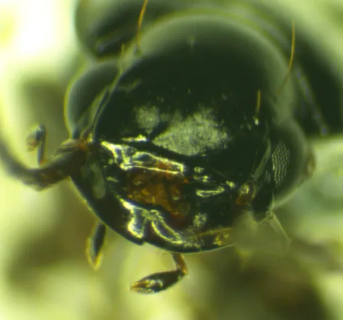 Badister dilatatus - photo 3