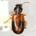Badister elegans