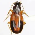 Badister elegans - photo 2