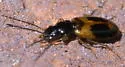 Badister elegans - photo 3