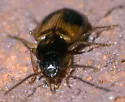 Badister elegans - photo 4